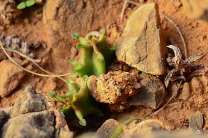 Fotografia da espécie Caralluma europaea