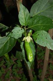 Fotografia da espécie Capsicum annuum