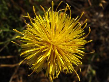 Fotografia da espécie Centaurea ornata