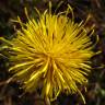 Fotografia 7 da espécie Centaurea ornata do Jardim Botânico UTAD