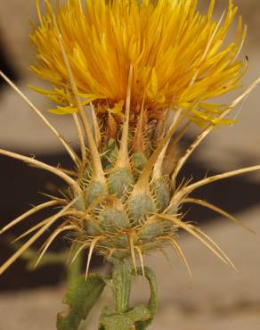 Fotografia 8 da espécie Centaurea ornata no Jardim Botânico UTAD