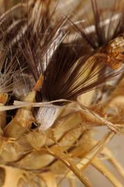 Fotografia da espécie Centaurea ornata