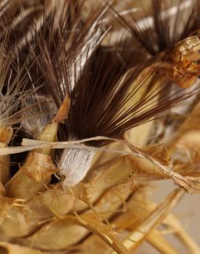 Fotografia 9 da espécie Centaurea ornata no Jardim Botânico UTAD