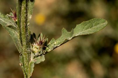 Fotografia da espécie Centaurea melitensis