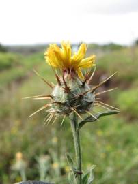 Fotografia da espécie Centaurea melitensis