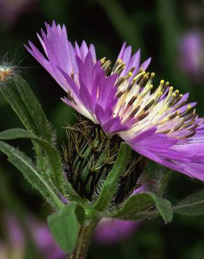 Fotografia 1 da espécie Centaurea pullata no Jardim Botânico UTAD