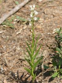 Fotografia da espécie Cephalanthera longifolia