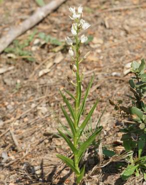 Fotografia 9 da espécie Cephalanthera longifolia no Jardim Botânico UTAD