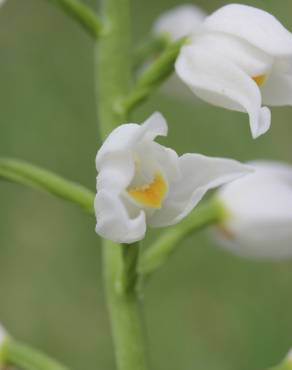 Fotografia 10 da espécie Cephalanthera longifolia no Jardim Botânico UTAD