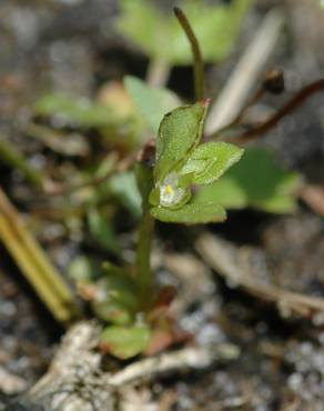 Fotografia 4 da espécie Centunculus minimus no Jardim Botânico UTAD
