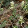 Fotografia 9 da espécie Ceratocapnos claviculata do Jardim Botânico UTAD