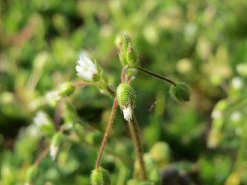 Fotografia da espécie Cerastium semidecandrum