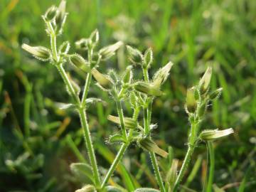 Fotografia da espécie Cerastium semidecandrum