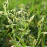Fotografia 8 da espécie Cerastium semidecandrum do Jardim Botânico UTAD