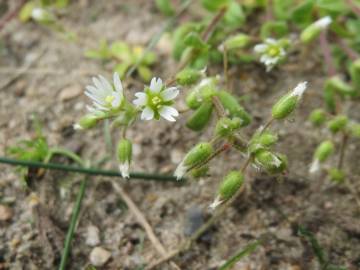 Fotografia da espécie Cerastium semidecandrum