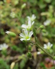 Fotografia da espécie Cerastium semidecandrum