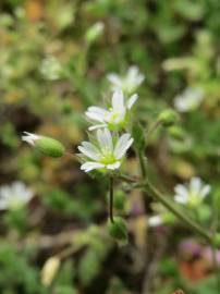 Fotografia da espécie Cerastium semidecandrum