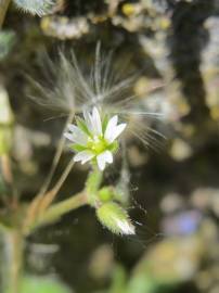 Fotografia da espécie Cerastium semidecandrum