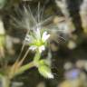 Fotografia 10 da espécie Cerastium semidecandrum do Jardim Botânico UTAD