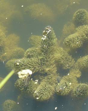 Fotografia 3 da espécie Ceratophyllum demersum no Jardim Botânico UTAD