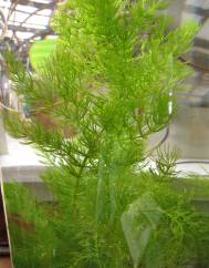Ceratophyllum demersum