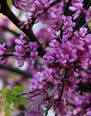 Fotografia 5 da espécie Cercis siliquastrum no Jardim Botânico UTAD