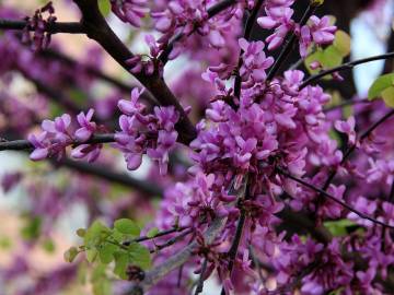 Fotografia da espécie Cercis siliquastrum