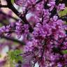 Fotografia 5 da espécie Cercis siliquastrum do Jardim Botânico UTAD