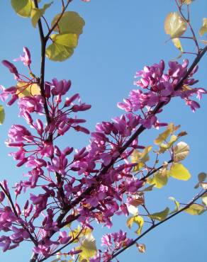 Fotografia 6 da espécie Cercis siliquastrum no Jardim Botânico UTAD