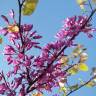 Fotografia 6 da espécie Cercis siliquastrum do Jardim Botânico UTAD