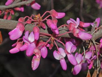 Fotografia da espécie Cercis siliquastrum