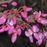 Fotografia 8 da espécie Cercis siliquastrum do Jardim Botânico UTAD