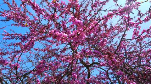 Fotografia da espécie Cercis siliquastrum