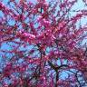 Fotografia 12 da espécie Cercis siliquastrum do Jardim Botânico UTAD