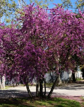 Fotografia 13 da espécie Cercis siliquastrum no Jardim Botânico UTAD