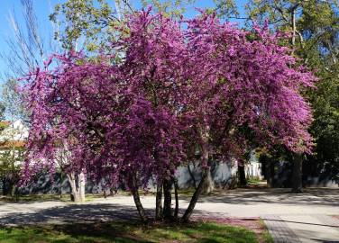 Fotografia da espécie Cercis siliquastrum