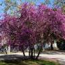 Fotografia 13 da espécie Cercis siliquastrum do Jardim Botânico UTAD