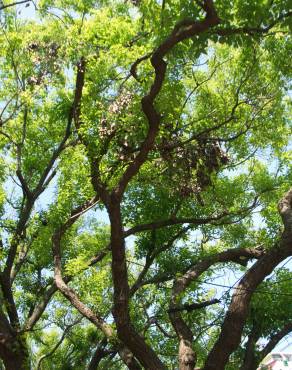 Fotografia 8 da espécie Cinnamomum camphora no Jardim Botânico UTAD