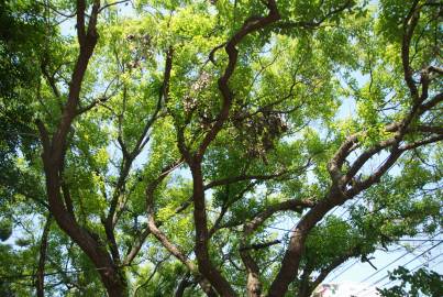 Fotografia da espécie Cinnamomum camphora