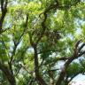 Fotografia 8 da espécie Cinnamomum camphora do Jardim Botânico UTAD