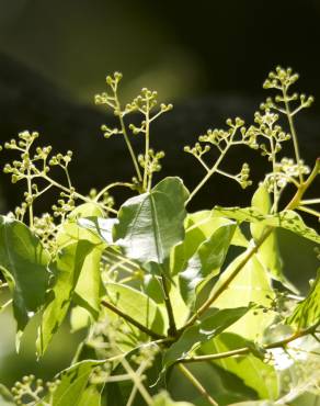 Fotografia 9 da espécie Cinnamomum camphora no Jardim Botânico UTAD