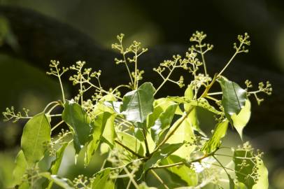 Fotografia da espécie Cinnamomum camphora