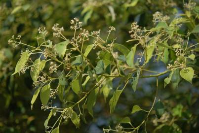 Fotografia da espécie Cinnamomum camphora