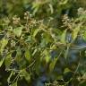 Fotografia 10 da espécie Cinnamomum camphora do Jardim Botânico UTAD