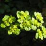Fotografia 4 da espécie Chrysosplenium oppositifolium do Jardim Botânico UTAD
