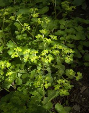 Fotografia 5 da espécie Chrysosplenium oppositifolium no Jardim Botânico UTAD