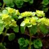 Fotografia 6 da espécie Chrysosplenium oppositifolium do Jardim Botânico UTAD