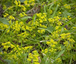 Fotografia da espécie Chrysosplenium oppositifolium