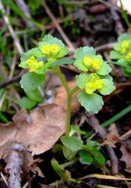 Fotografia da espécie Chrysosplenium oppositifolium