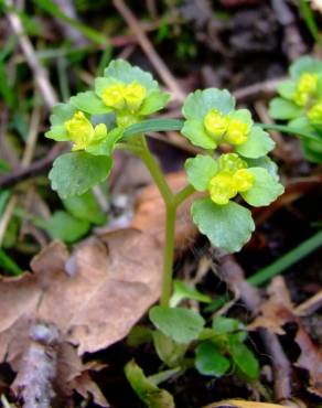 Fotografia 8 da espécie Chrysosplenium oppositifolium no Jardim Botânico UTAD